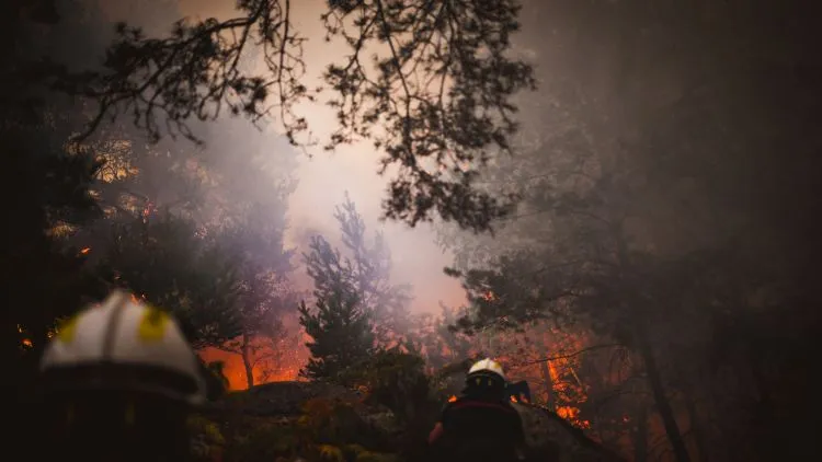 La forêt de Fontainebleau est en feu, éteignons le capitalisme !